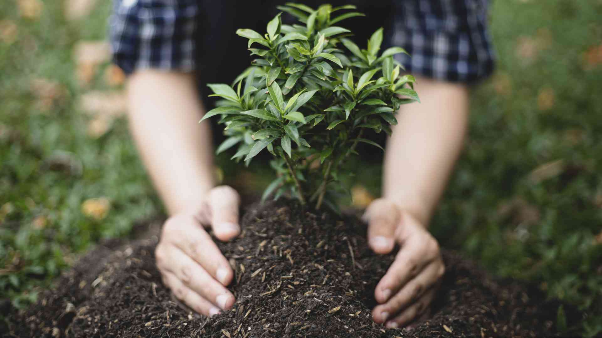 Close up of a person attending to a small green plant surrounded by soil